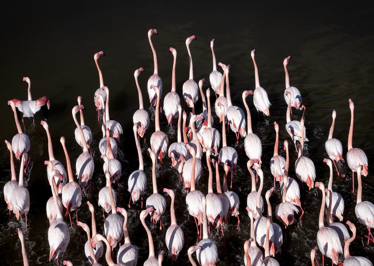 Türkiye'nin en önemli sulak alanları arasında yer alan Büyük Menderes Deltası, zengin biyolojik...