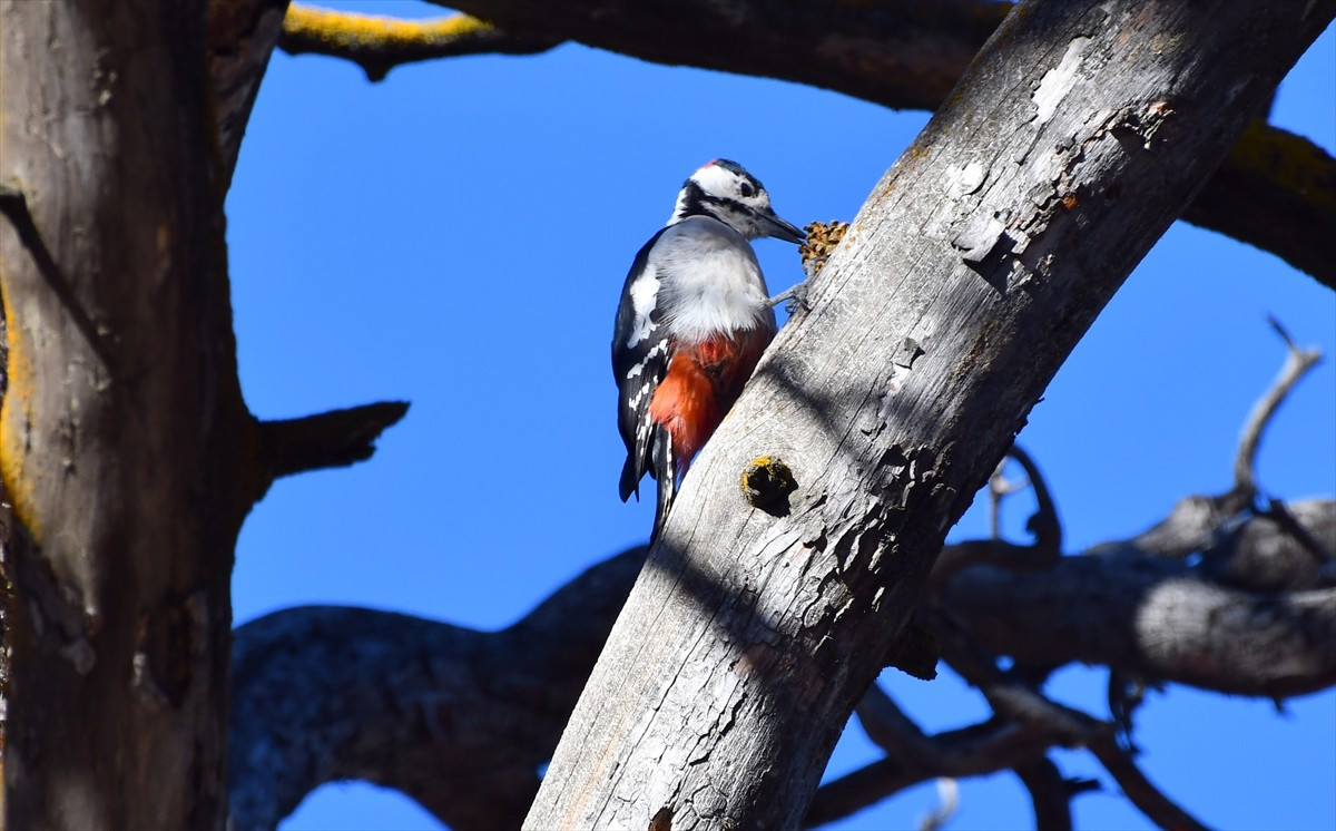 Türkiye'nin en yüksek yerleşim yerlerinden 2 bin 150 rakımlı Kars'ın Sarıkamış ilçesinde yabani...