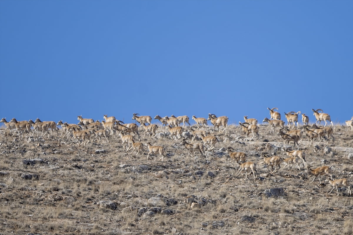 Türkiye'nin endemik türlerden olan Anadolu yaban koyunları, Doğa Koruma ve Milli Parklar 8. Bölge...