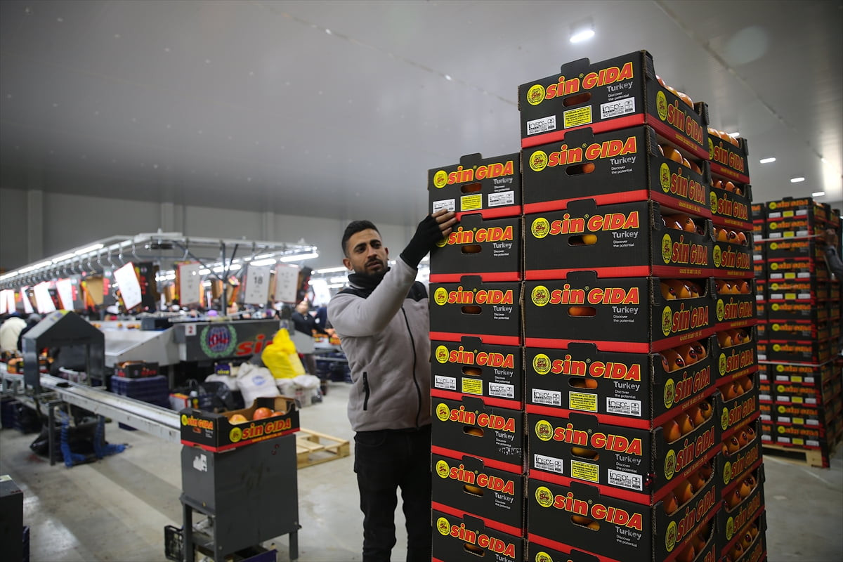 Türkiye'nin geçen yılki yaş meyve ve sebze ihracatına Mersin, Hatay ve Adana'dan 1 milyar 692...