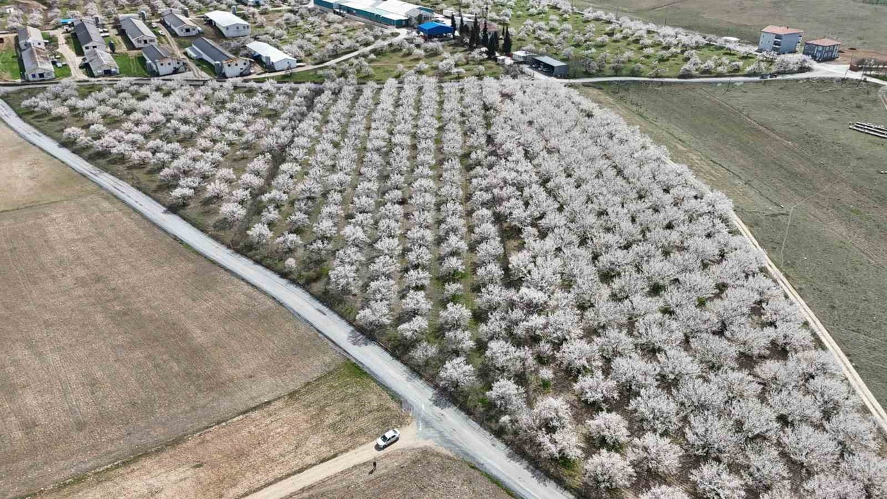 TÜRKİYE'NİN KAYISI BAŞKENTİ MALATYA'DA BAHARIN GELİŞİYLE BİRLİKTE KAYISI AĞAÇLARI BEYAZA BÜRÜNDÜ....