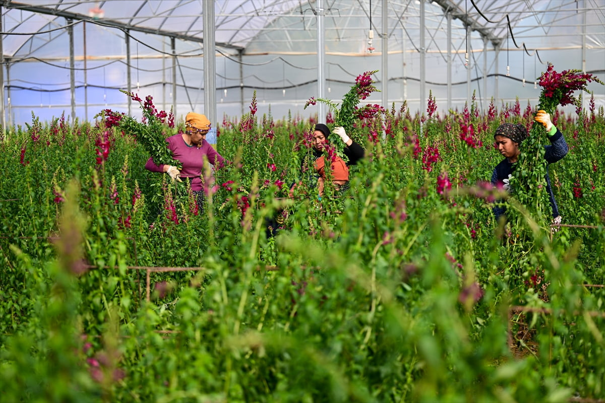 Türkiye'nin kesme çiçek sektöründe lider konumdaki Antalya'da aslanağzı çiçeğinin (Antirrhinum)...