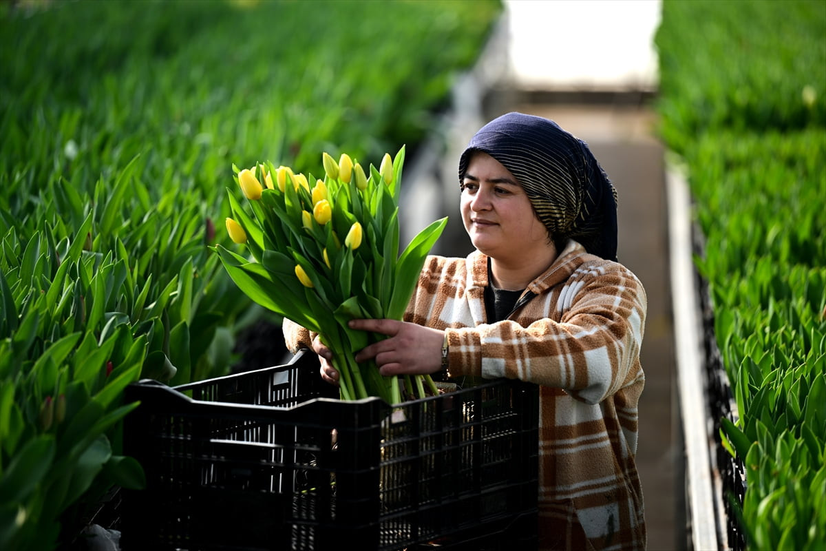 Türkiye'nin kesme çiçek sektöründe merkez üssü konumundaki Antalya'da, topraksız tarım...