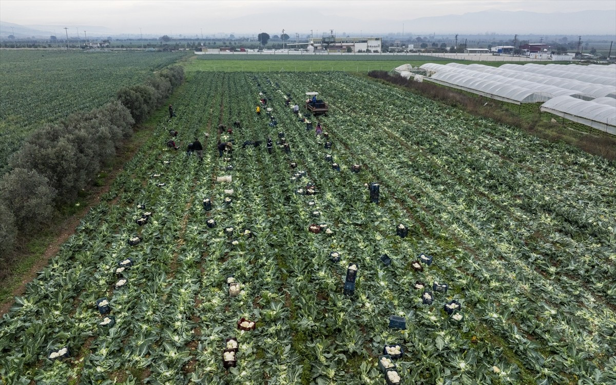 Türkiye'nin kış sebzeleri üretim merkezlerinden İzmir'de hasat için yoğun mesai harcanıyor....