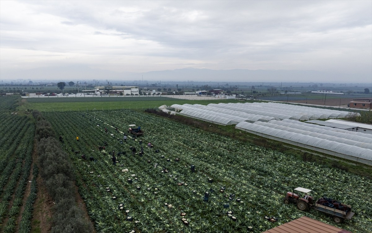 Türkiye'nin kışlık sebze üretim merkezlerinden İzmir'de üreticiler Tarım ve Orman Bakanlığının...