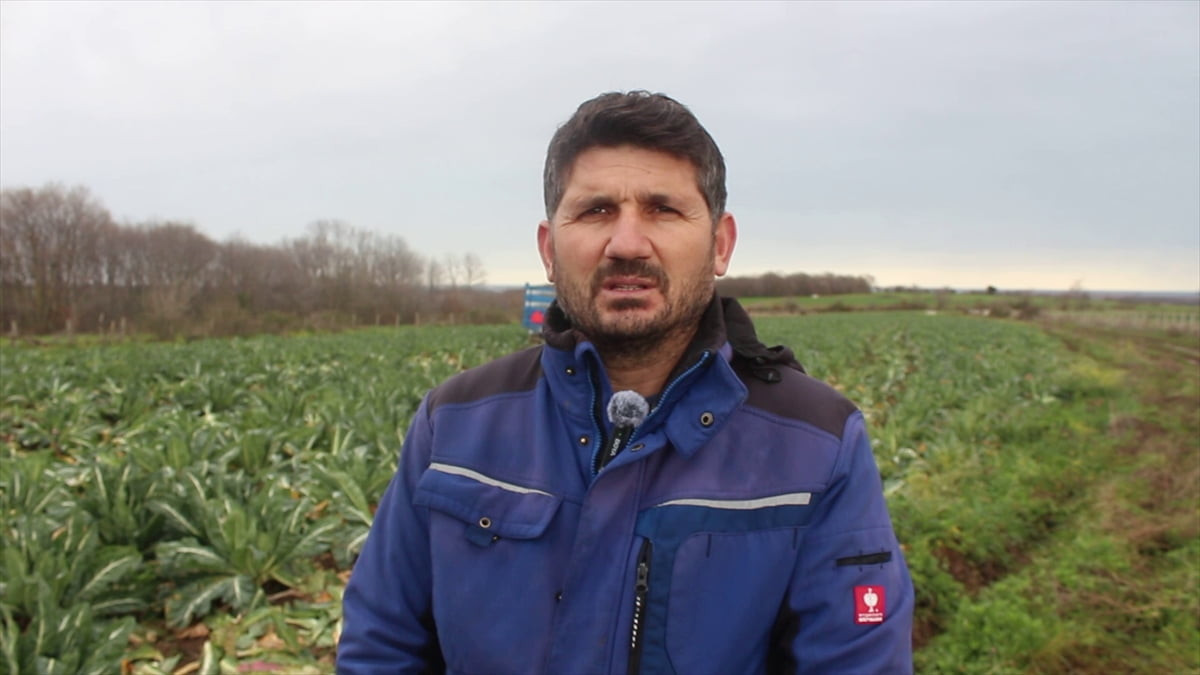 Türkiye'nin kışlık sebze üretiminin önemli merkezlerinden Samsun'daki Bafra Ovası'nda karnabahar...