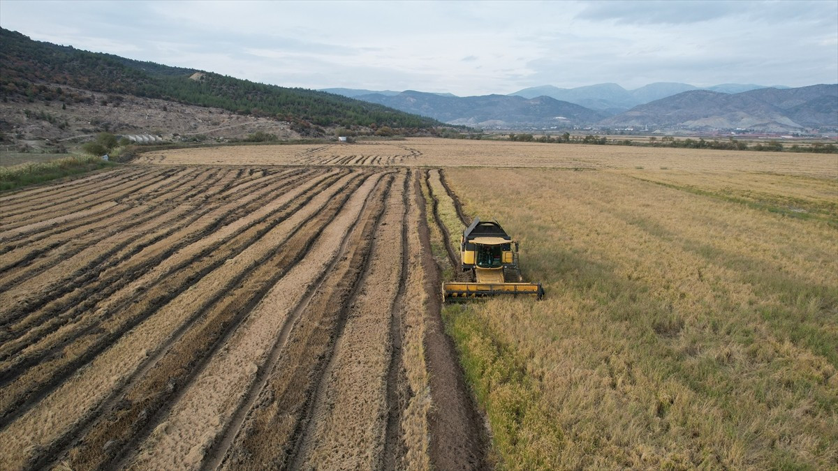 Türkiye'nin önemli çeltik üretim merkezlerinden Çorum'un Osmancık ilçesindeki çeltiğin modern...