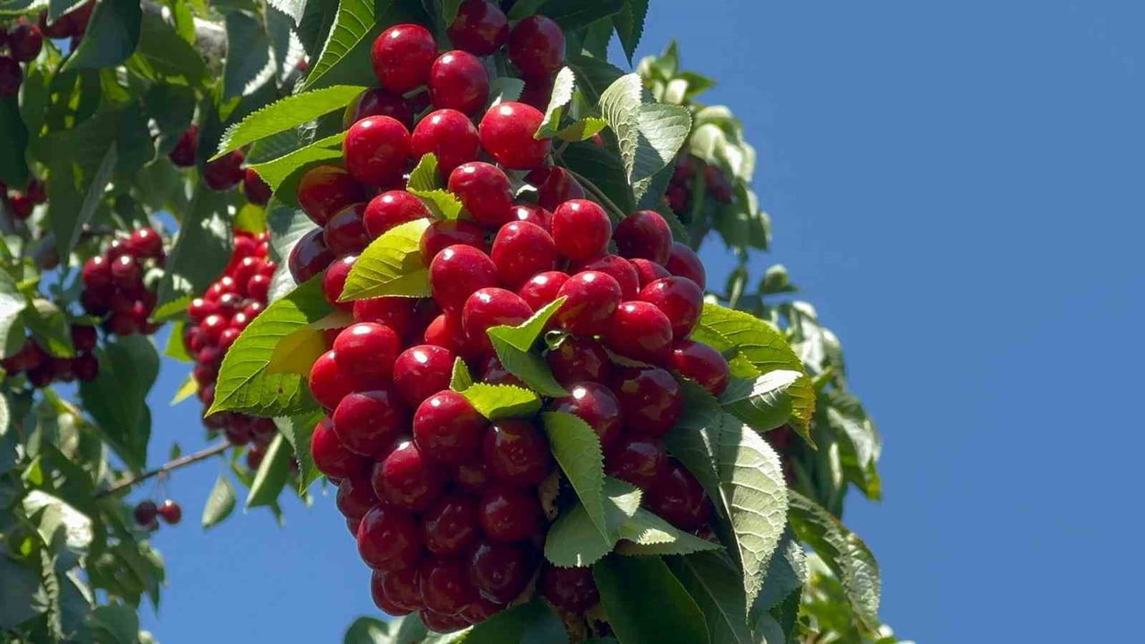 TÜRKİYE'NİN ÖNEMLİ İHRACATLIK KİRAZ ÜRETİM MERKEZLERİNDEN AFYONKARAHİSAR'IN SULTANDAĞI İLÇESİNDE...