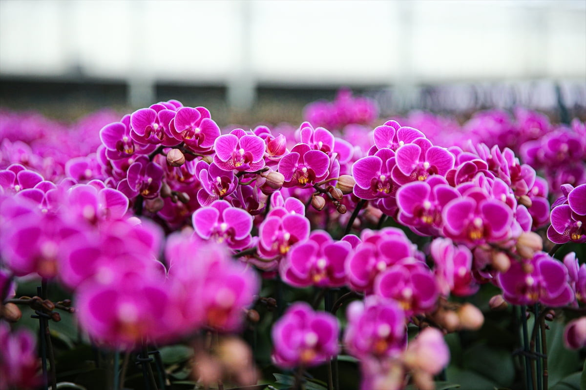 Türkiye'nin önemli kesme gül ve salon bitkisi üretim merkezlerinden Çukurova'da, Sevgililer Günü...