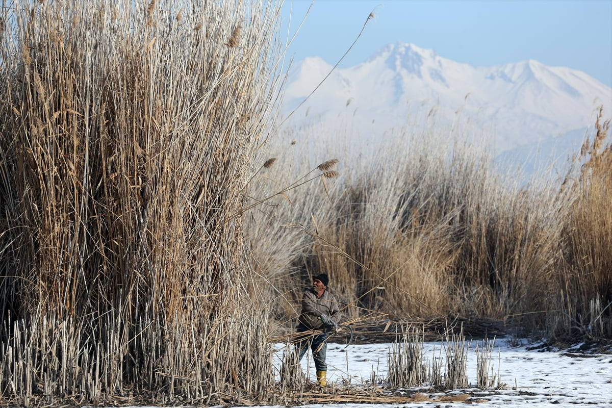 Türkiye'nin önemli sulak alanlarından Sultan Sazlığı Milli Parkı'nda yetişen kamışlar, soğuk...