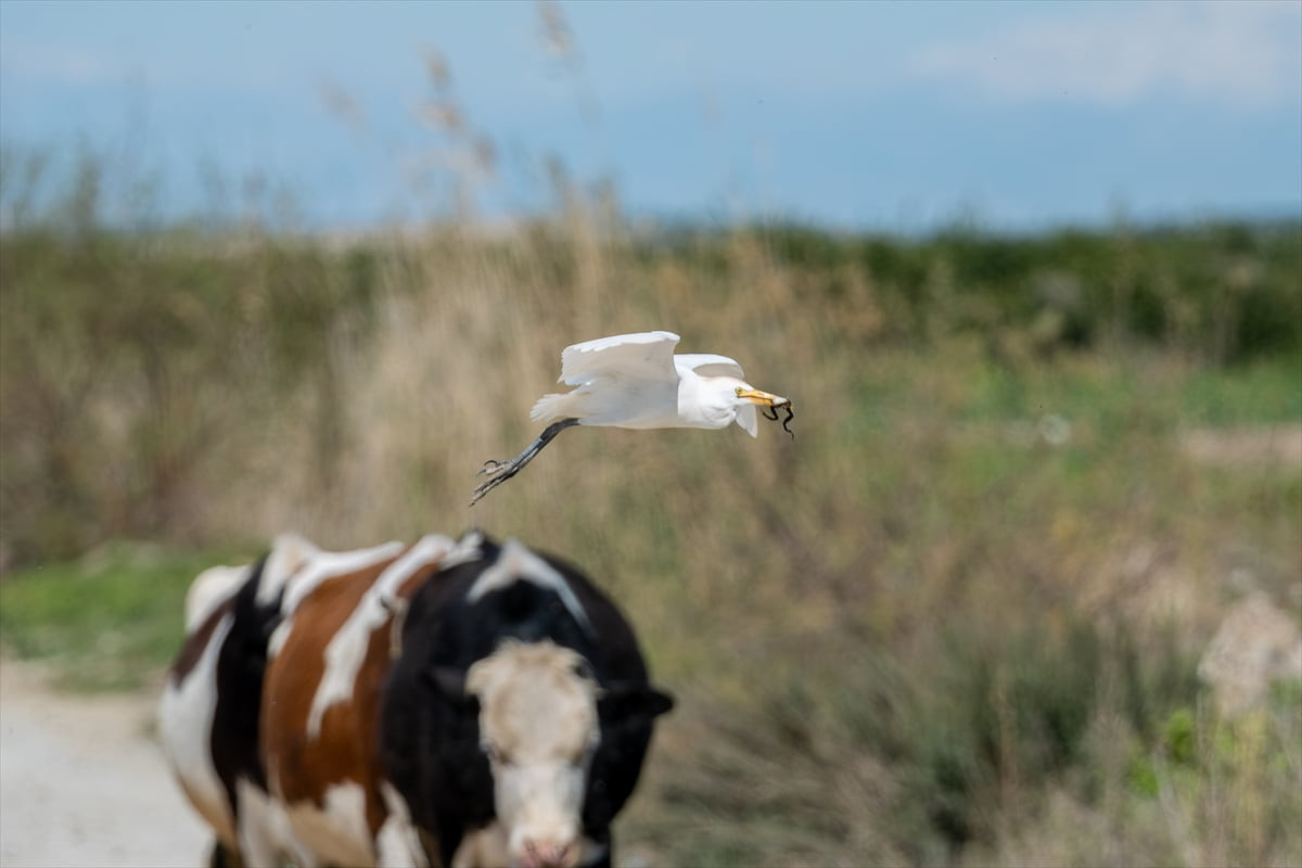 Türkiye'nin önemli sulak alanlarından Yumurtalık Lagünü Milli Parkı'nda sığır balıkçılı, avladığı...
