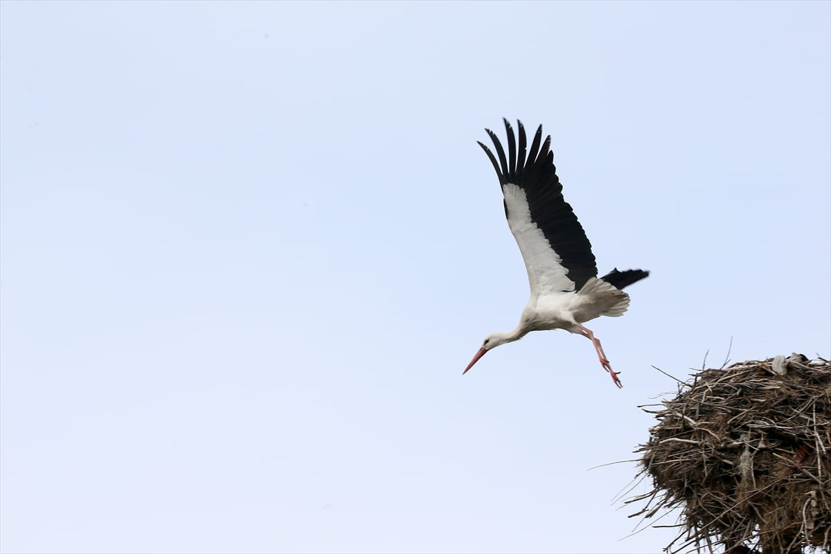 Türkiye'nin önemli sulak alanlarının arasında yer alan Muş Ovası, "baharın habercisi" olarak...