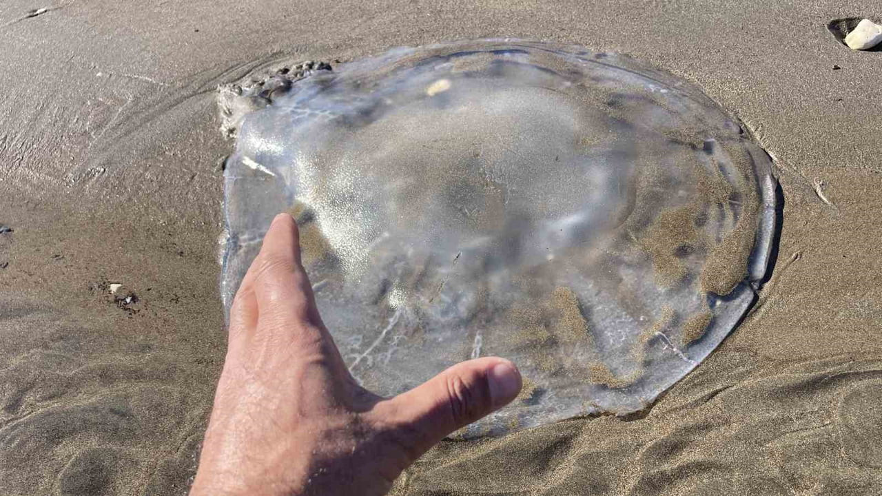 TÜRKİYE'NİN TURİZMDE ÖNDE GELEN ŞEHİRLERİNDEN MERSİN'İN SAHİLLERİNE ÇOK SAYIDA DENİZANASI VURDU....
