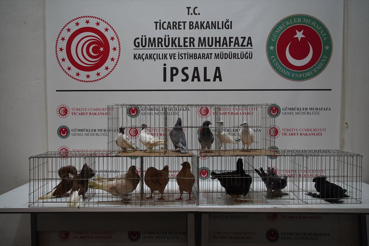 Türkiye'ye giriş yapmak üzere İpsala Sınır Kapısı'na gelen bir minibüste alpaka, tavuk ve güvercin...