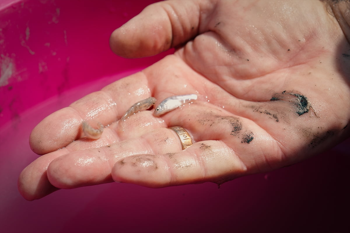 Türkiye'ye özgü, nesli kritik seviyede tehlike altında bulunan dişli sazancık balığı, İstanbul...
