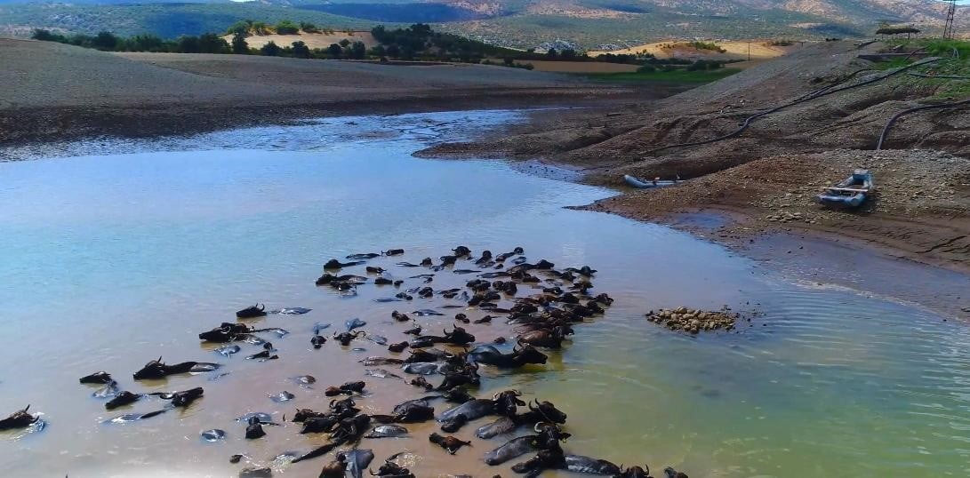 TÜRKİYE’DE 21 BİN 500 MANDA SAYISIYLA İKİNCİ SIRADA OLAN DİYARBAKIR, BESİCİLERİN DEVLETTEN...