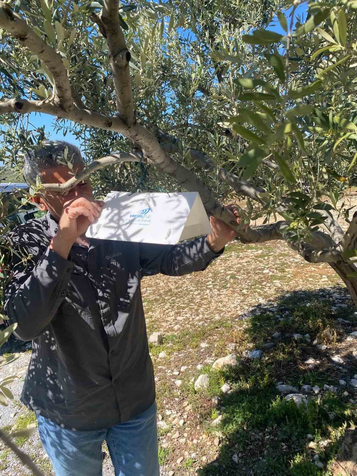 TÜRKİYE’DE ZEYTİN AĞACI VARLIĞI EN YÜKSEK İLLERDEN OLAN AYDIN'DA YENİ SEZON HAZIRLIKLARI SÜRERKEN...