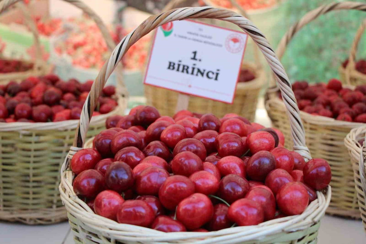 TÜRKİYE’NİN EN ESKİ KİRAZ TEŞVİK YARIŞMASI AMASYA’DA 65 YILDIR GERÇEKLEŞTİRİLİYOR. GEÇEN YIL...