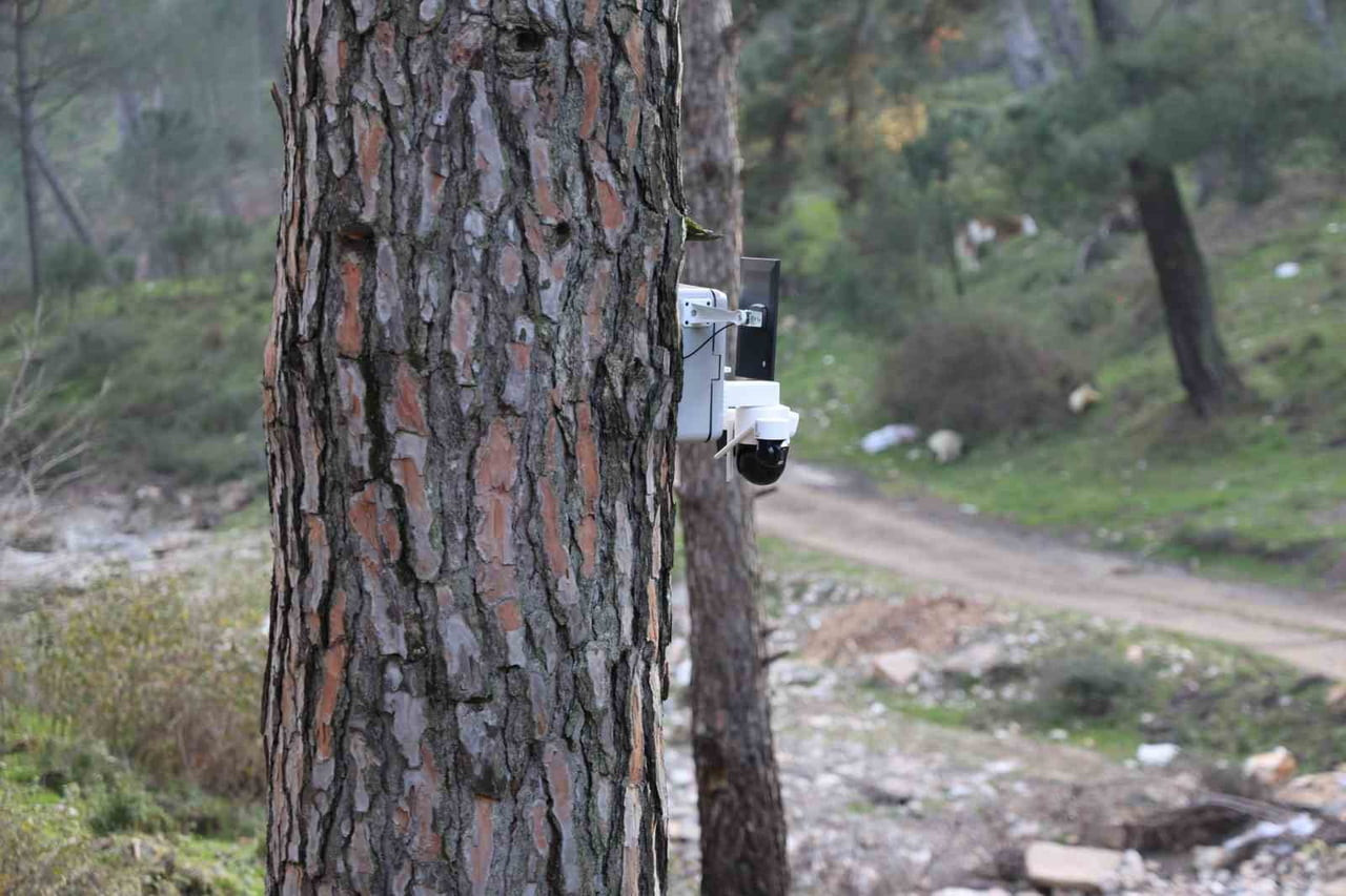 TÜRKİYE’NİN ÖNEMLİ İHRACAT ÜRÜNLERİNDEN OLAN ÇAM FISTIĞINDA HASAT SEZONU DEVAM EDERKEN, ALTIN...
