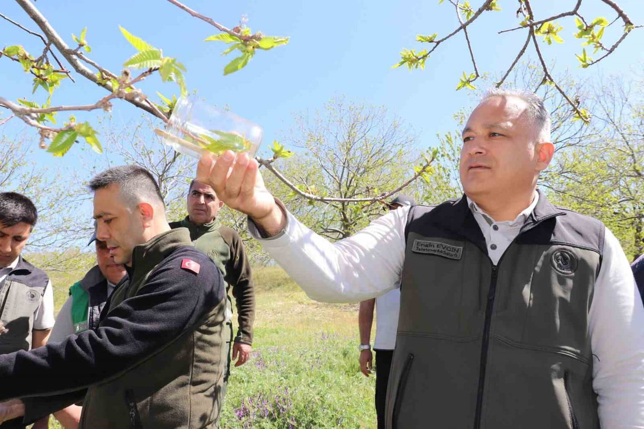 TÜRKİYE’NİN ÖNEMLİ KESTANE ÜRETİM MERKEZLERİNDEN AYDIN’DA, KESTANE AĞAÇLARINA ZARAR VEREN KESTANE...