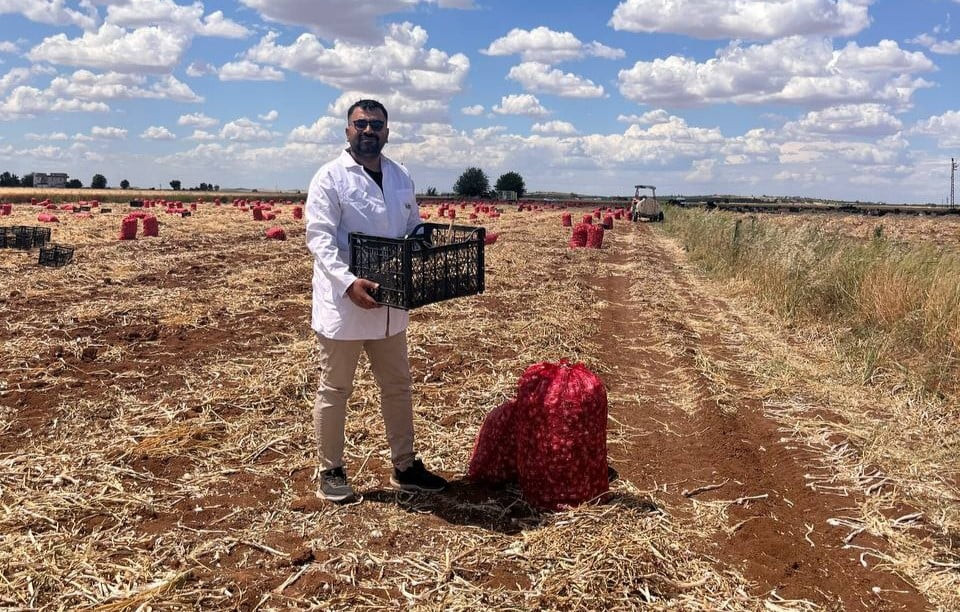 TÜRKİYE’NİN ÖNEMLİ SARIMSAK ÜRETİM MERKEZLERİNDEN ŞANLIURFA’DA YAKLAŞIK 500 DEKARLIK ALANDA 30...
