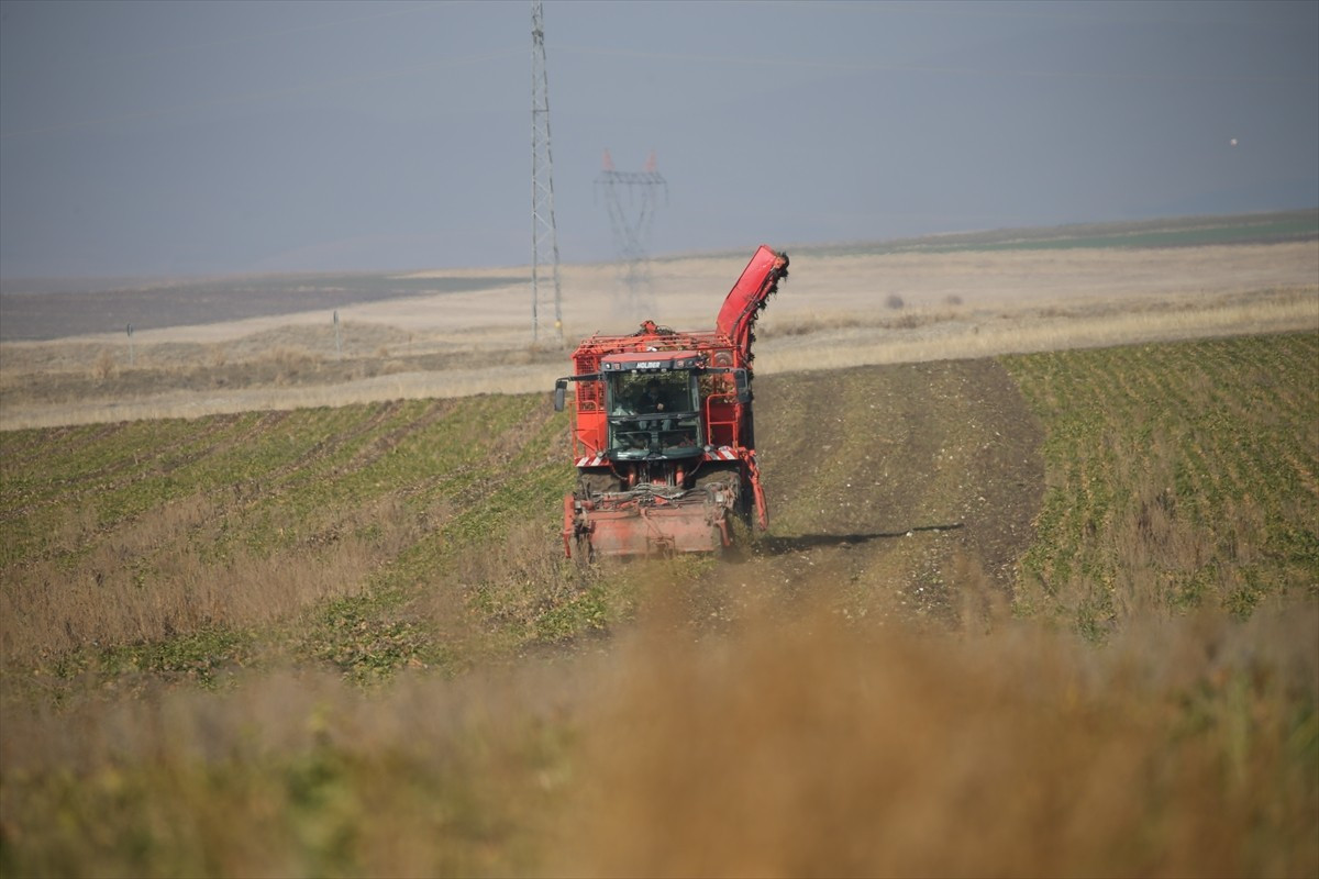 Türkşeker Kars Şeker Fabrikası'nda bu yıl 94 bin ton şeker pancarı, kristal şekere dönüştürülerek...