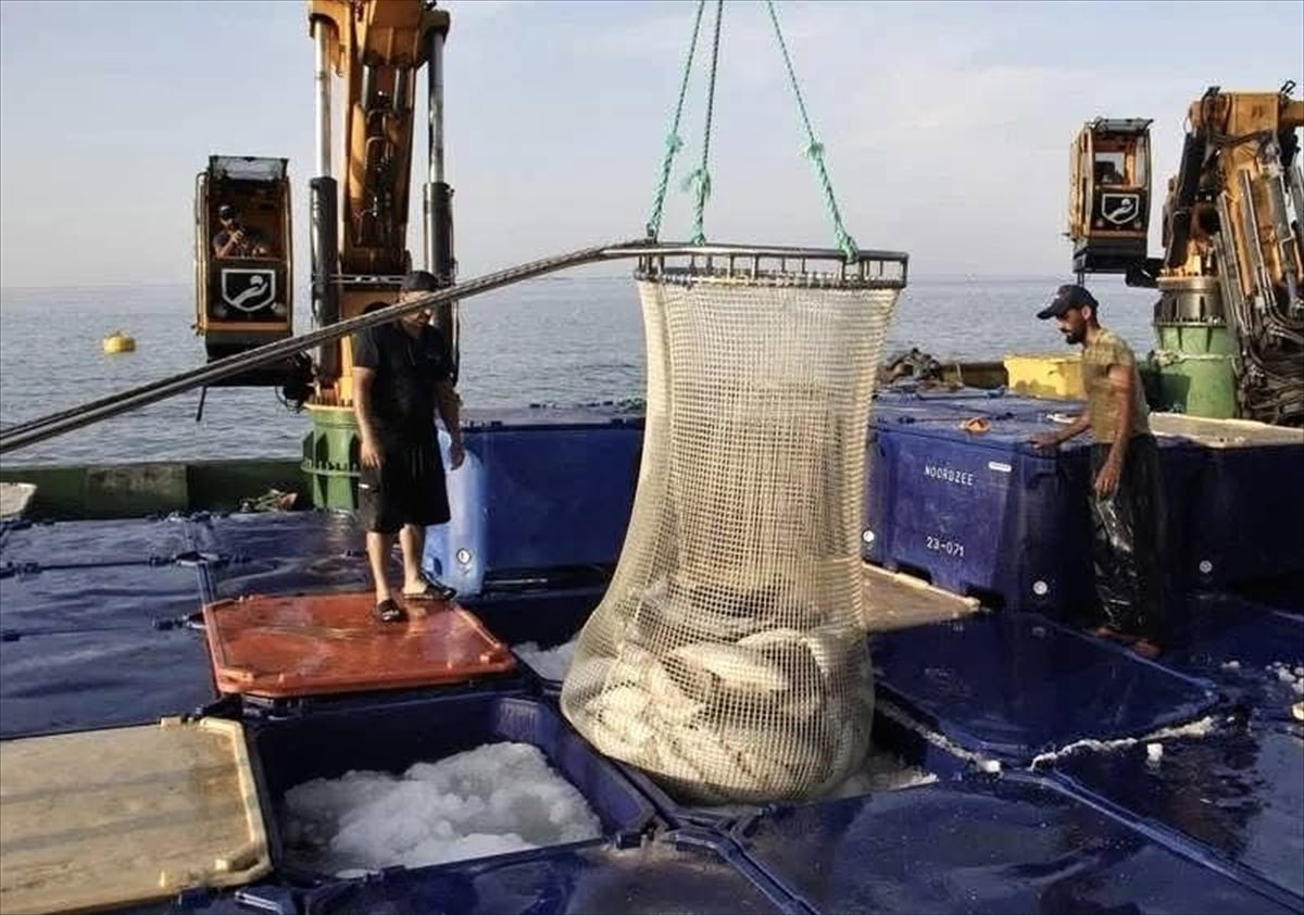 Üç tarafı denizle çevrili doğal liman kenti Sinop'ta bulunan balık üretim tesislerinde geçen yıl...