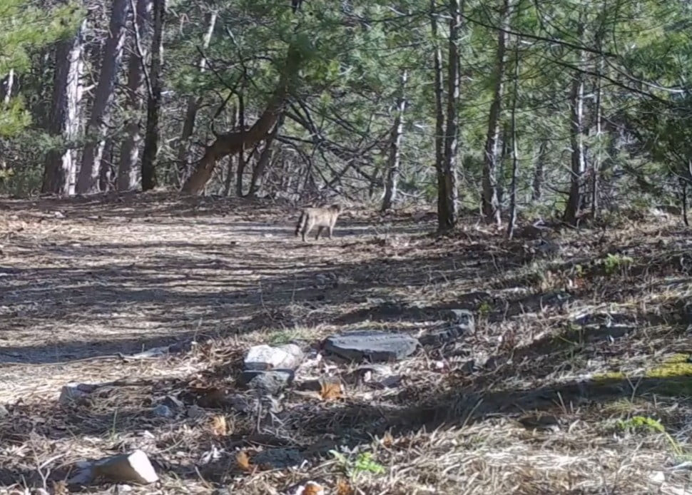 ULUDAĞ'DA YABAN KEDİSİ FOTOKAPANA TAKILDI!