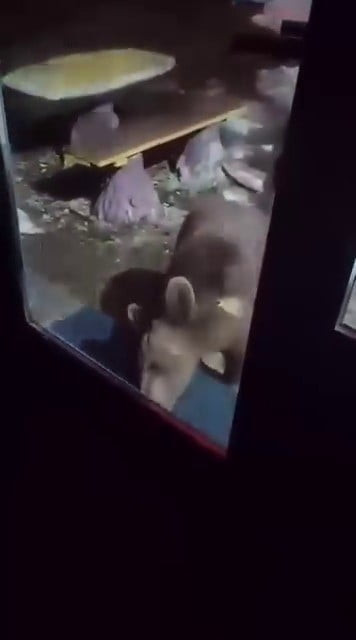 ULUDAĞ’DA AYI AİLESİ KAMERADA...ANİ HAREKET PANİĞE NEDEN OLDU