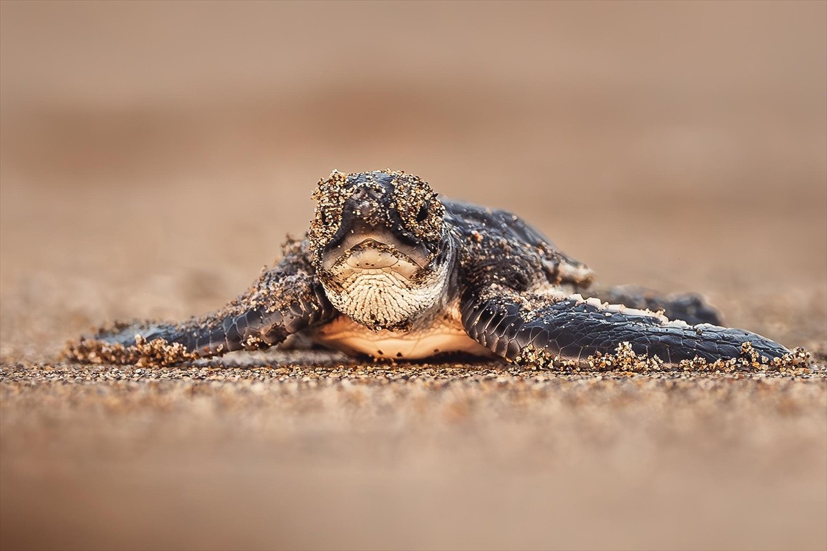 Uluslararası Doğayı Koruma Birliği (IUCN), ekim ayında Abu Dabi'de düzenlenen Dünya Koruma...