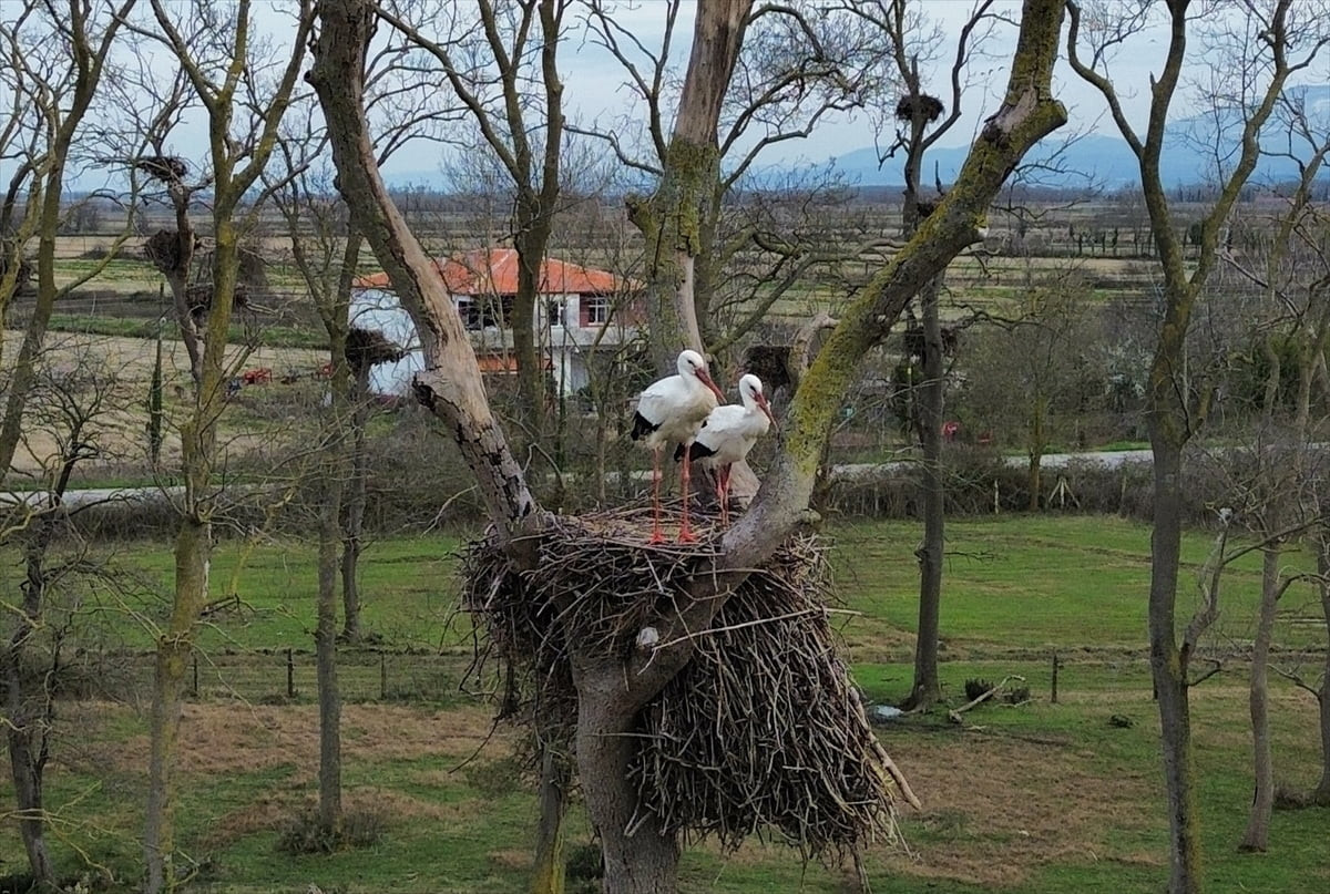 UNESCO Dünya Mirası Geçici Listesi'nde yer alan Samsun Kızılırmak Deltası Kuş Cenneti'ne, baharın...