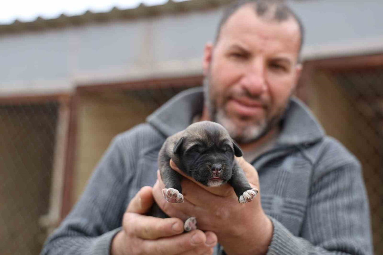 UZMAN KANGAL YETİŞTİRİCİSİ HÜSEYİN YILDIZ, 2026 YILININ İLK KANGALLARI HAKKINDA BİLGİLER VERDİ....