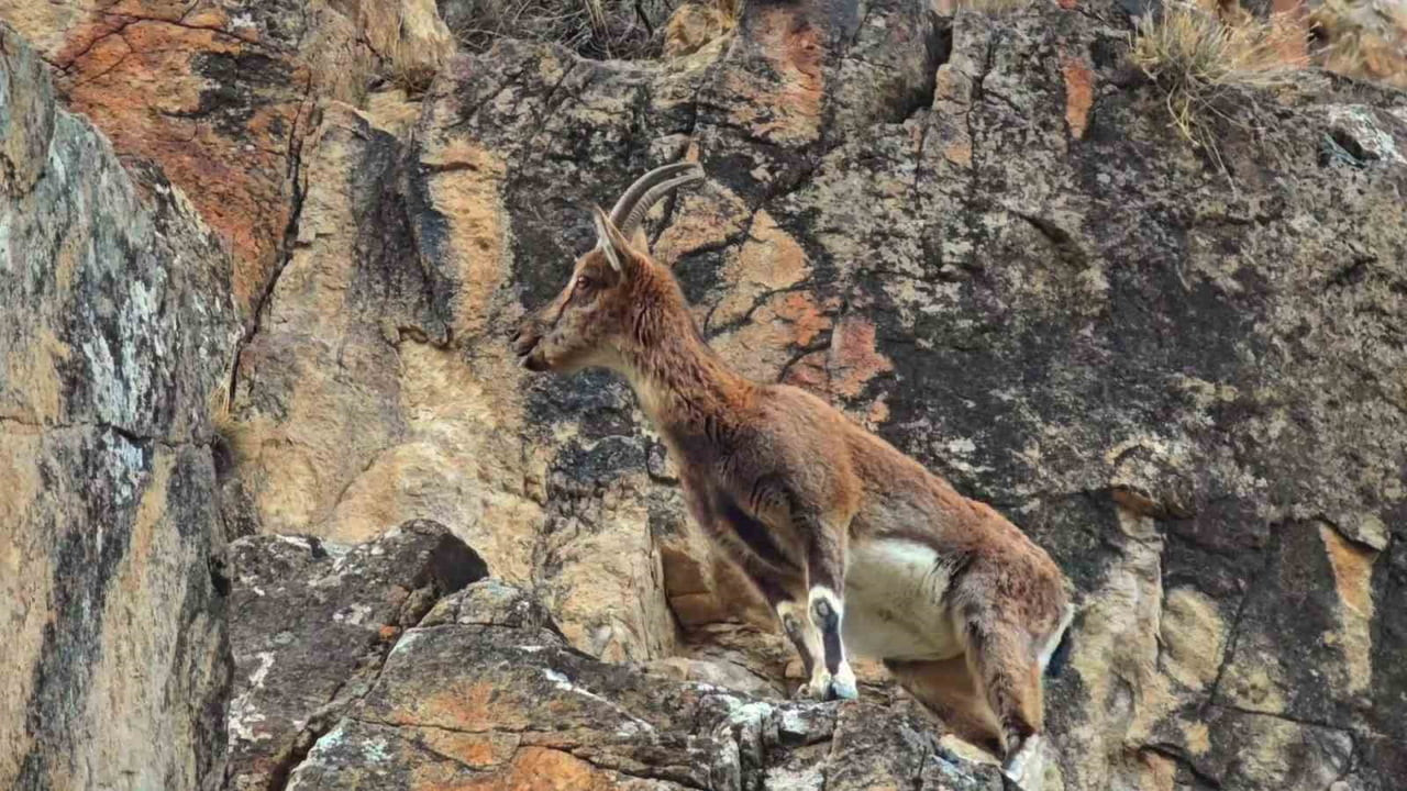UZUNDERE İLÇESİNDE DAĞ KEÇİLERİ OTOYOL KENARINDA GÖRÜNTÜLENDİ