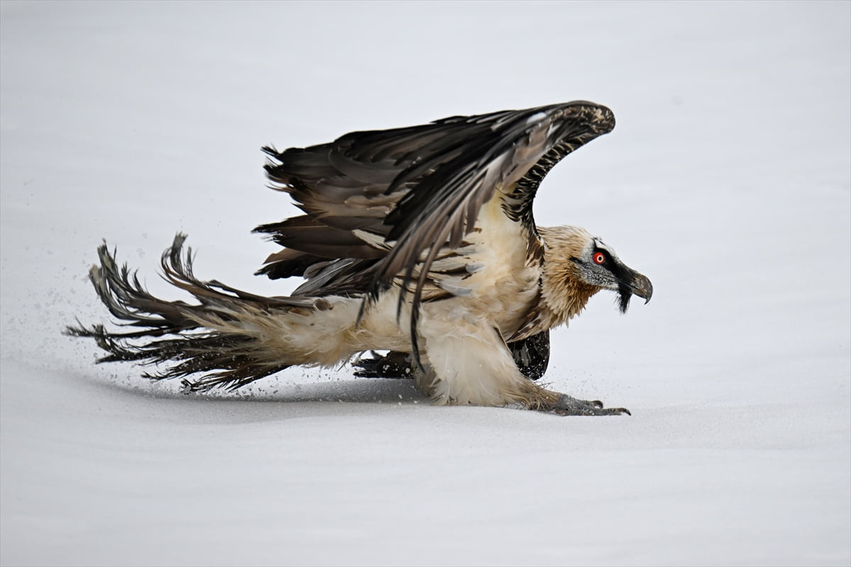 Van Gölü Havzası'nda çeşitli nedenlerle yaralanan yırtıcı kuşlar, Van Yüzüncü Yıl Üniversitesi...