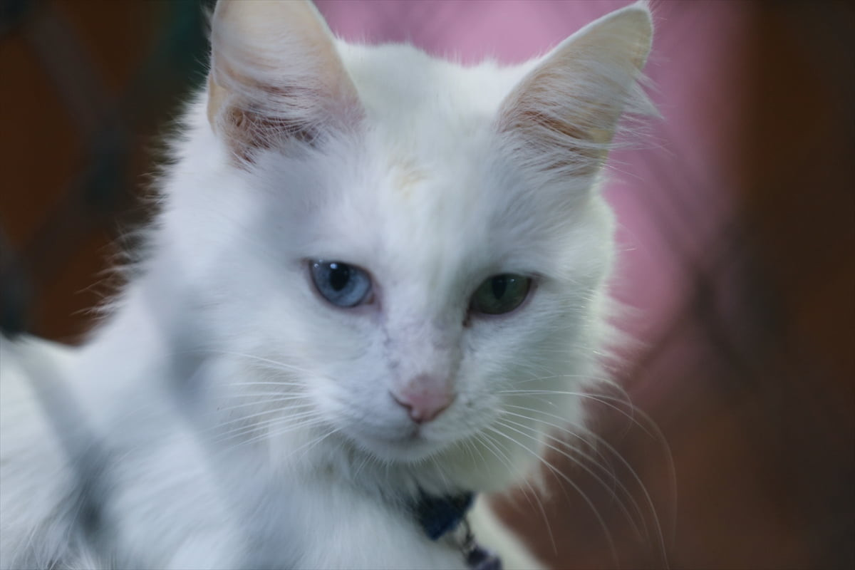 Van Yüzüncü Yıl Üniversitesi Van Kedisi Araştırma ve Uygulama Merkezi bünyesindeki Kedi...