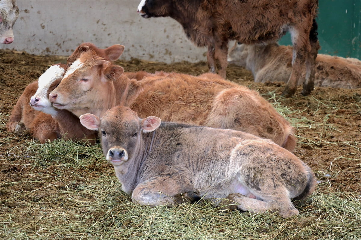 Van'da hayvancılığın geliştirilmesi ve büyükbaş hayvan varlığının artırılması amacıyla inşa edilen...