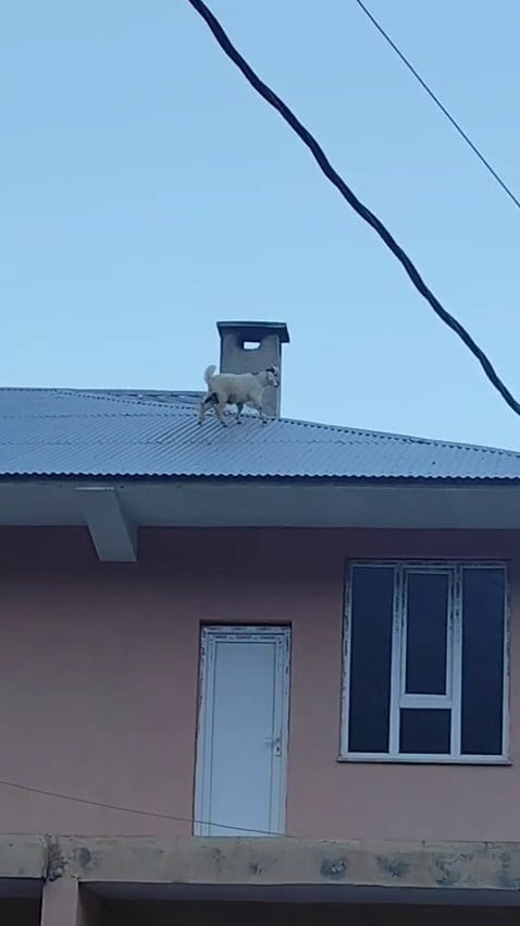 VAN'DA SIRA DIŞI BİR ÇATI MİSAFİRLİĞİ YAŞANDI. SÜRÜDEN AYRILAN İKİ YAVRU KEÇİ, 3 KATLI BİR BİNANIN...