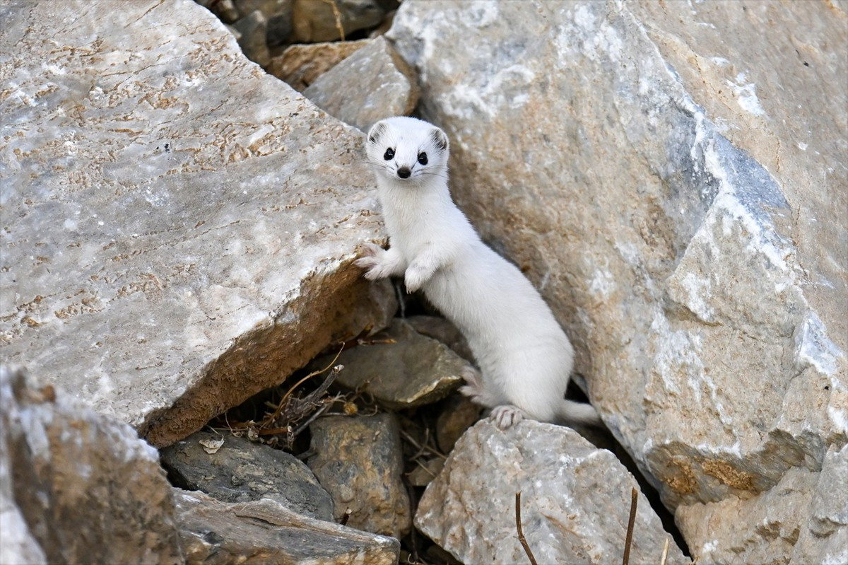 Van'da, yazın kahverengi, kışın da beyaz renge bürünen ve genellikle gece avlandığı için zor...