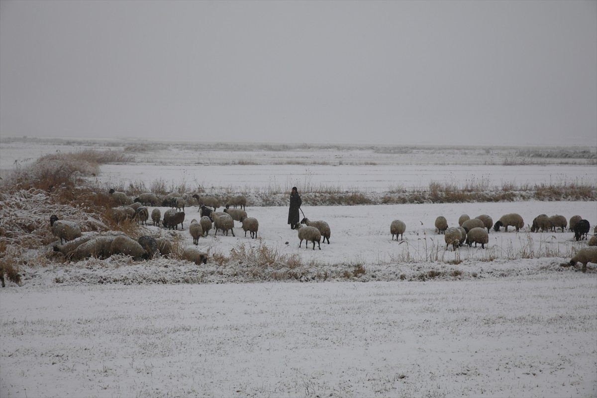 Van'ın Çaldıran ilçesinde etkili olan kar, ova ve merada yüzlerce küçükbaş hayvanı otlatan...