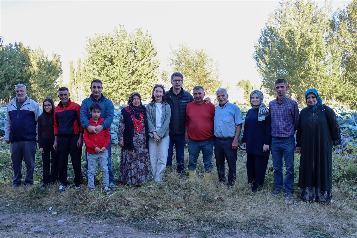 Van'ın Erciş ilçesinde coğrafi işaret belgeli olarak tescillenen "Erciş lahanası"nın hasadı...