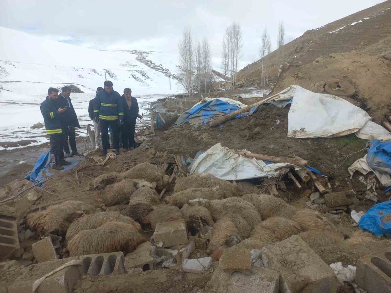 VAN'IN GÜRPINAR İLÇESİNDE KARIN AĞIRLIĞINA DAYANAMAYAN AHIRIN ÇÖKMESİ SONUCU 23 KÜÇÜKBAŞ HAYVAN...