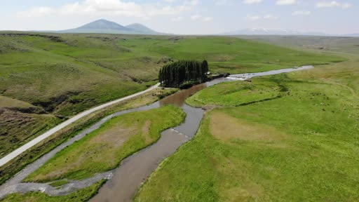 Van'ın inci kefalini aratmayan görüntüler: Kars'ta tatlı su kefallerinin ölümüne göçü...