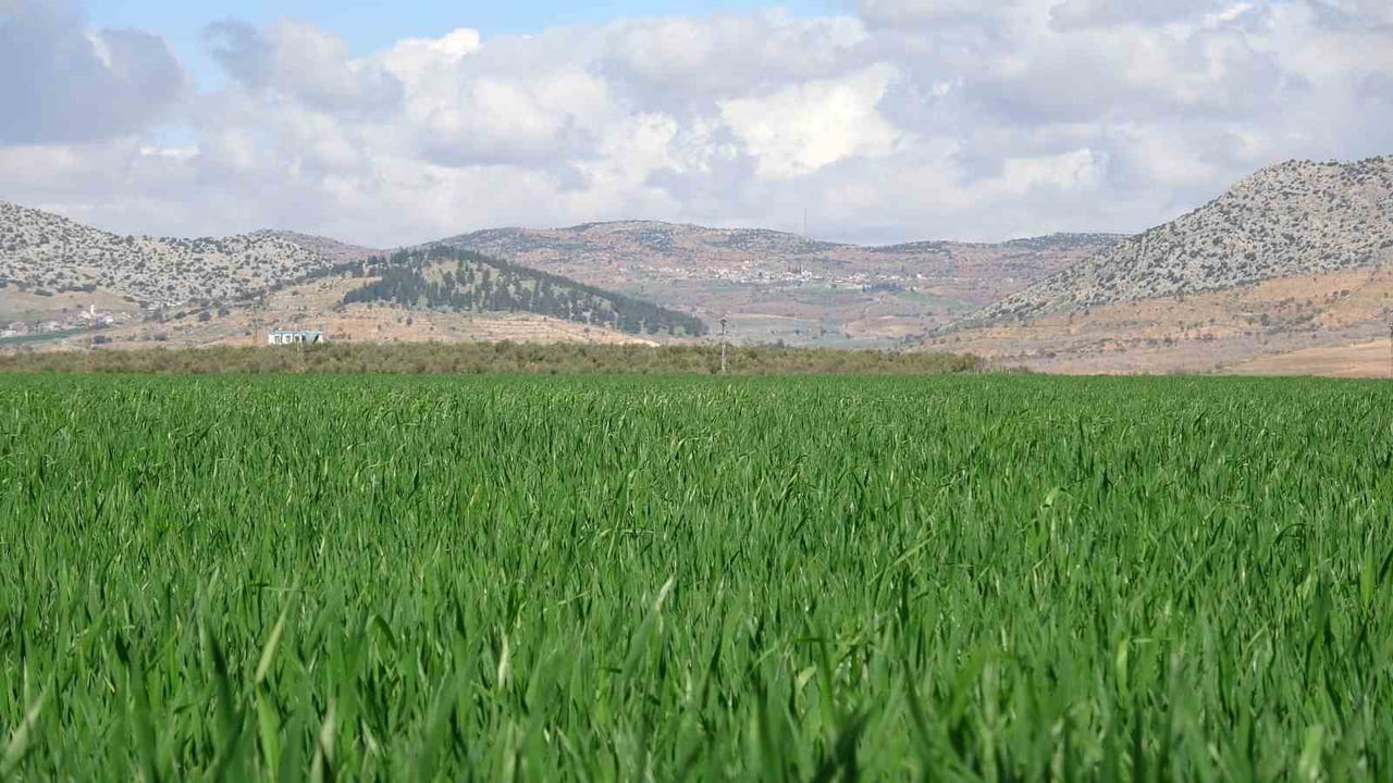 YAĞIŞLAR BUĞDAY ÜRETİCİSİNİN YÜZÜNÜ GÜLDÜRDÜ