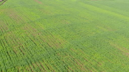 Yağışlar buğday üreticisinin yüzünü güldürdü