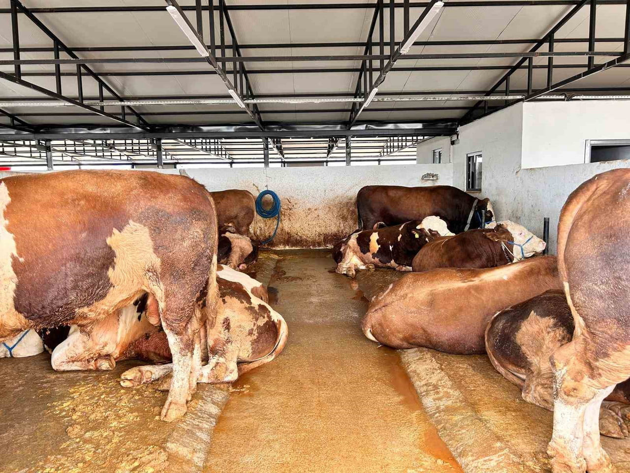 YAKLAŞAN KURBAN BAYRAMI ÖNCESİNDE ÇEŞİTLİ İLLERDEN ANKARA’NIN PURSAKLAR İLÇESİNDE KURULAN HAYVAN...