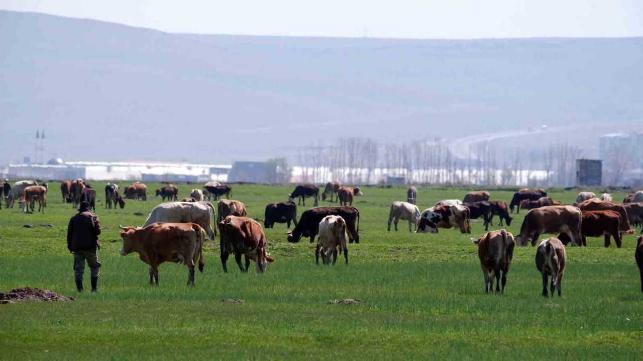 YAKLAŞAN KURBAN BAYRAMI ÖNCESİNDE DOLANDIRICILAR, DİJİTAL PLATFORMLARDA YENİ BİR YÖNTEMLE...
