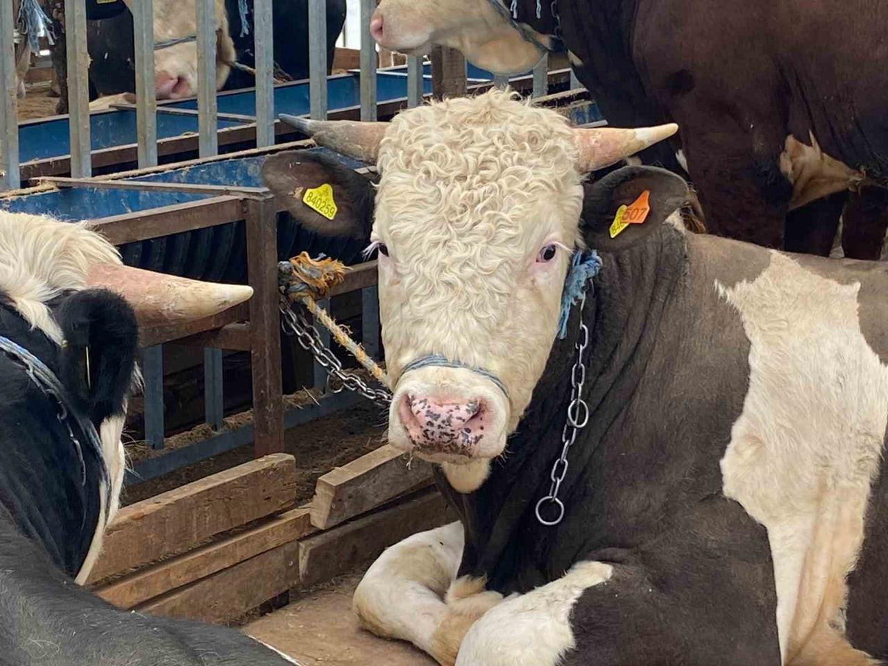YAKLAŞAN KURBAN BAYRAMI ÖNCESİNDE VATANDAŞLAR; HASTALIKLI, KÜPESİZ VE YAŞ KRİTERİNİ TAŞIMAYAN...
