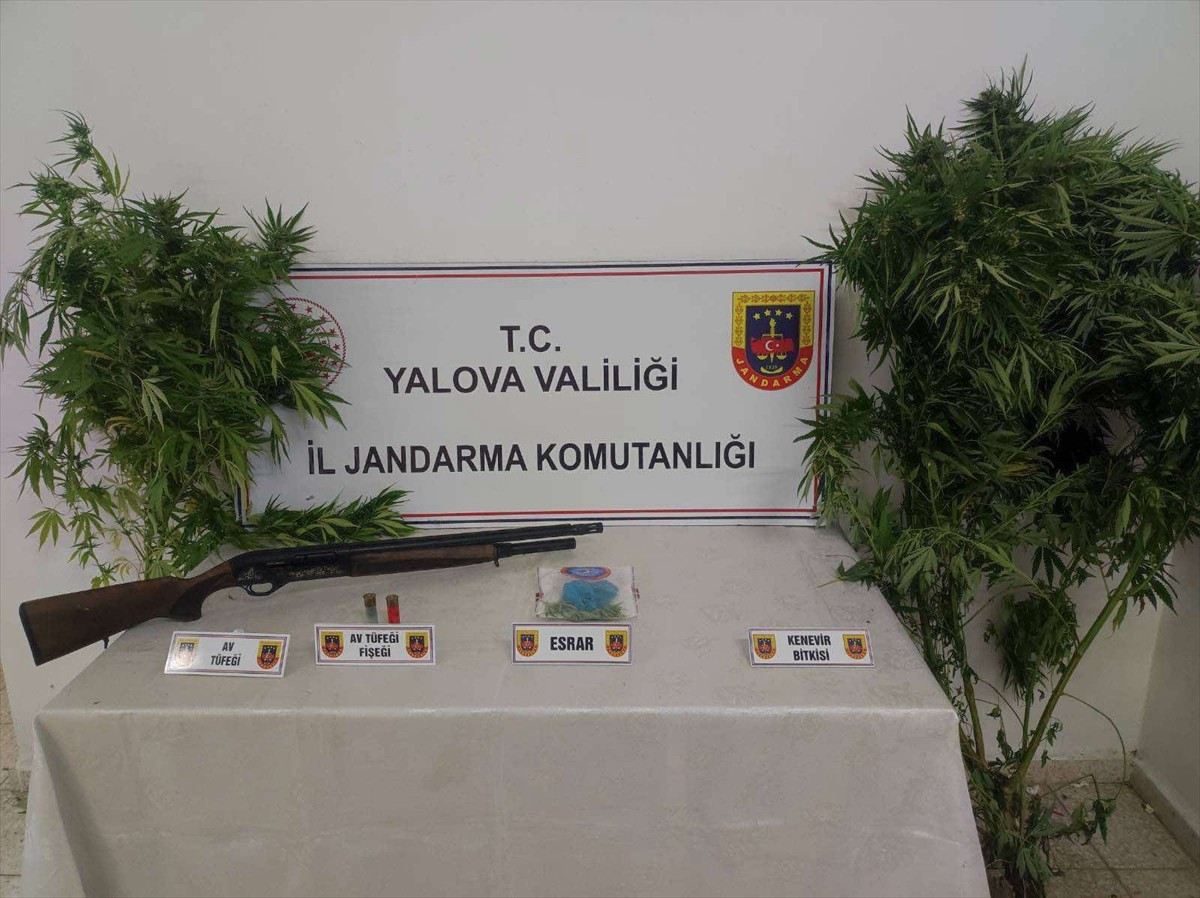 Yalova'nın Çınarcık ile Altınova ilçelerinde ormanlık alana ektikleri kenevirin satışını yaptığı...