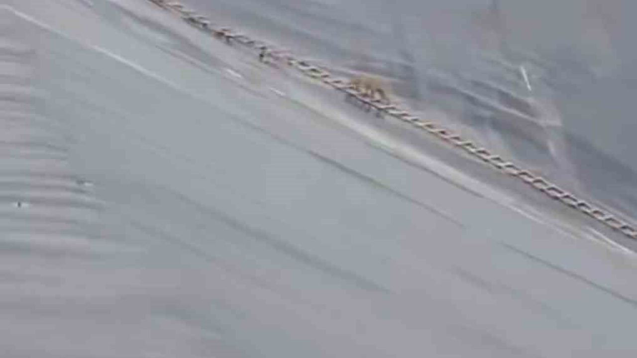 Yapay Gölete Düşen Çakal Merdivenle Kurtarıldı