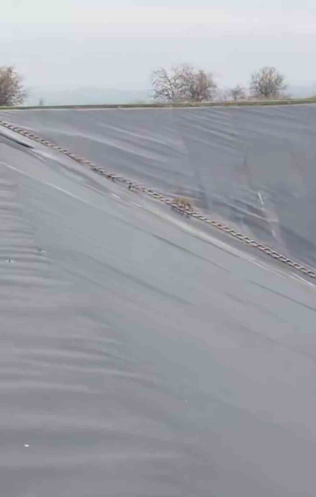 YAPAY GÖLETE DÜŞEN ÇAKAL MERDİVENLE KURTARILDI